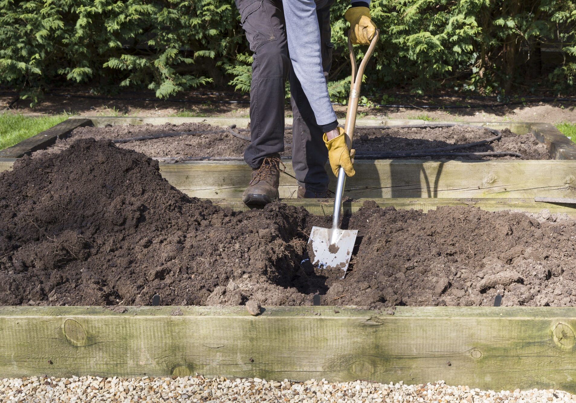 Man, male gardener digging a hole with a shovel in a vegetable garden, UK